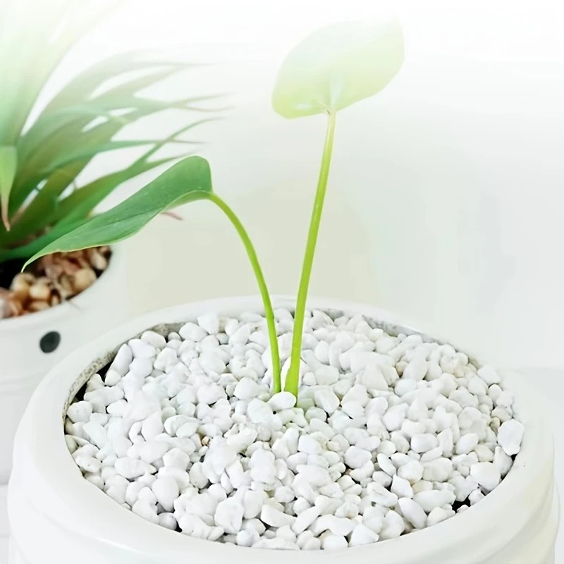 Pet Beds - 1L yüksek kaliteli perlit etli orkide