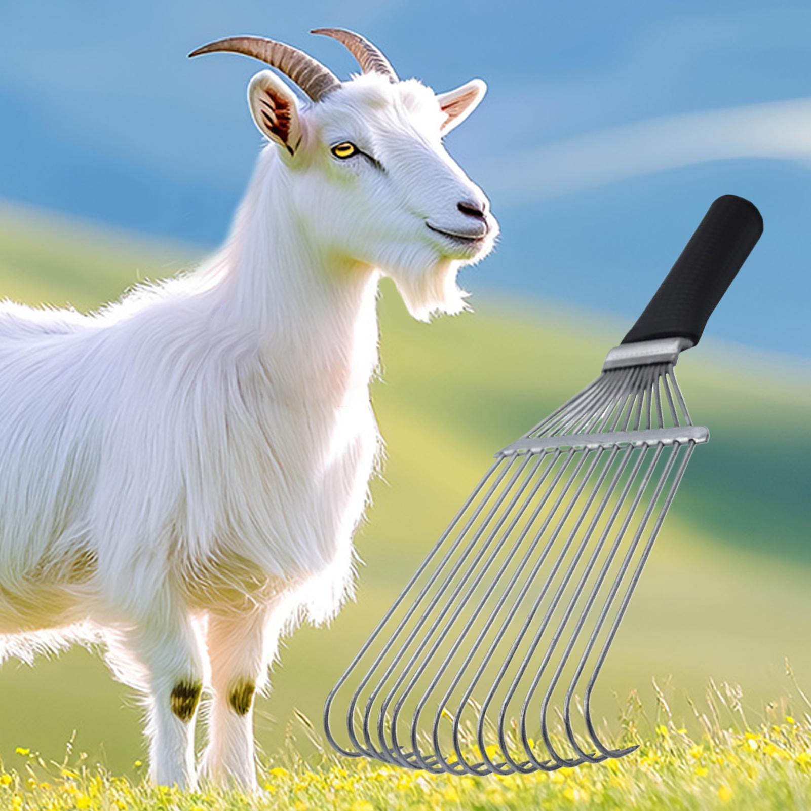 Evcil Hayvanlar, Keçi, Koyun,  - Pet Grooming incelemesi ve fiyatı