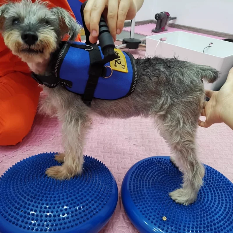 Köpekler eğitim yardımları den - Flying Disc Dog Training Toy incelemesi ve fiyatı