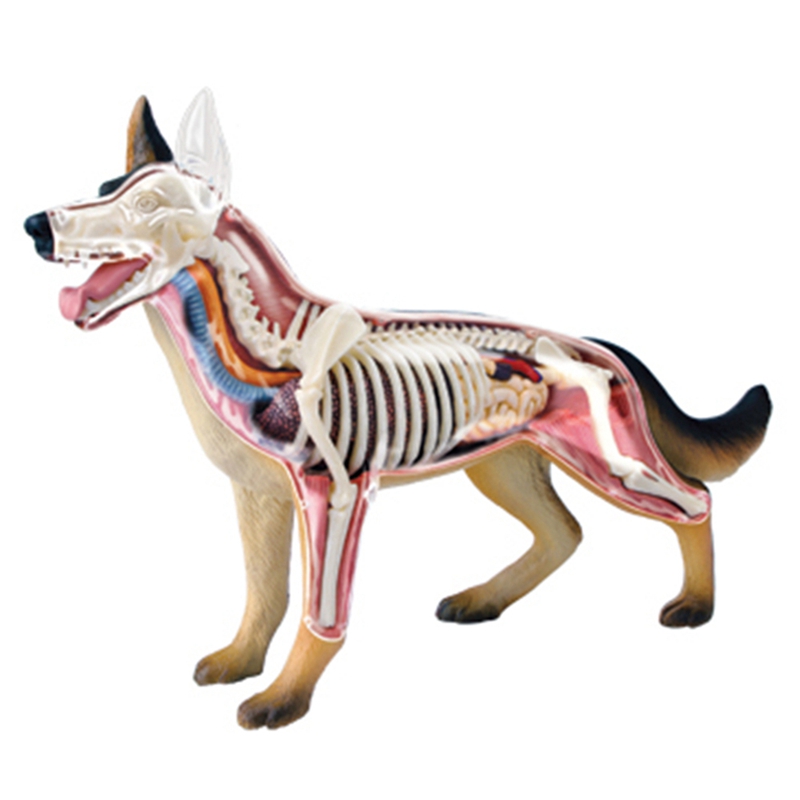 Hayvan Organ Anatomisi Modeli  - Dog Toys incelemesi ve fiyatı