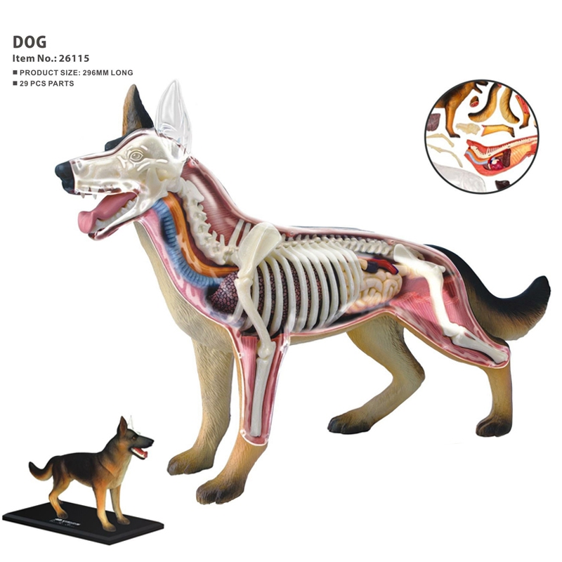 Hayvan Organ Anatomisi Modeli  - Dog Toys incelemesi ve fiyatı