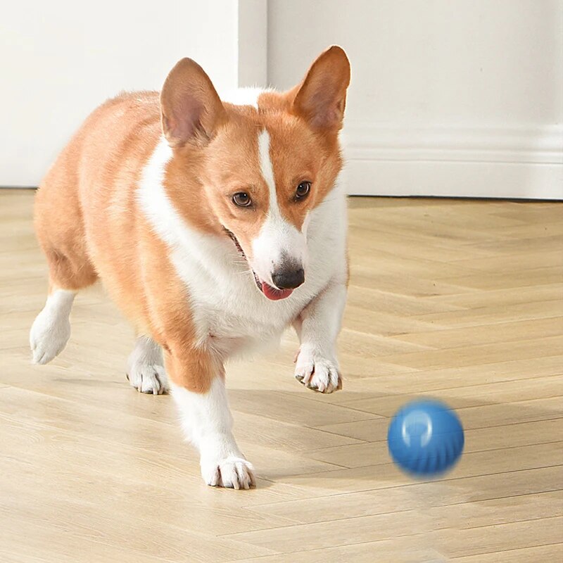 Köpek Oyuncakları Akıllı Yerçe - Suction Cup Dog Tug Toy incelemesi ve fiyatı